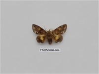 藏品(夜蛾605)的圖片